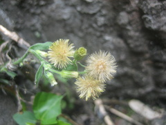 Erigeron sumatrensis