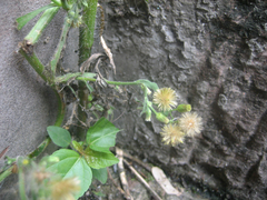 Erigeron sumatrensis