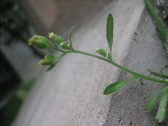 Erigeron sumatrensis