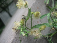 Erigeron sumatrensis