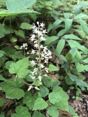 Tiarella nautila