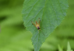 Rhagio hirtus