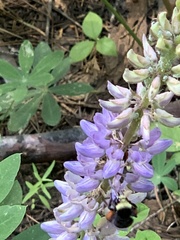 Bombus californicus
