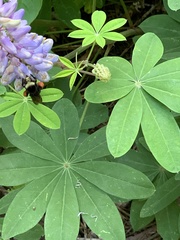 Bombus californicus