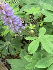 Bombus californicus