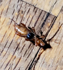 Phymatodes