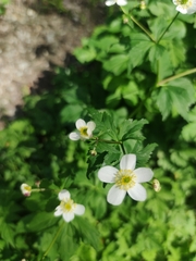 Ranunculus aconitifolius