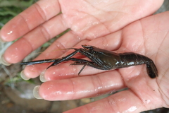 Macrobrachium asperulum