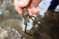 Macrobrachium asperulum