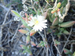 Delosperma guthriei