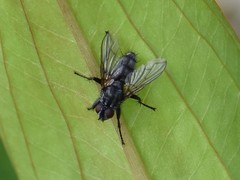 Phyto melanocephala