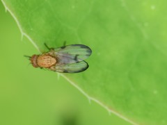 Minettia inusta