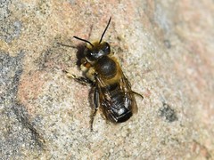 Megachile willughbiella