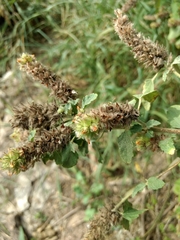 Malvastrum americanum