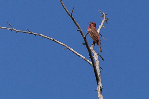 Camachuelo carminoso (Carpodacus erythrinus)
