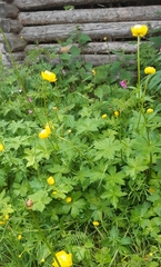 Trollius europaeus