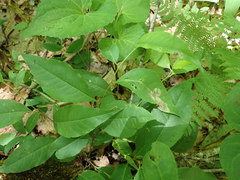 Orchestes pallicornis