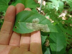 Orchestes pallicornis