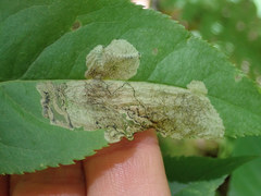 Orchestes pallicornis