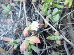 Delosperma guthriei