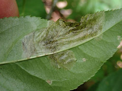 Orchestes pallicornis