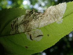 Orchestes pallicornis
