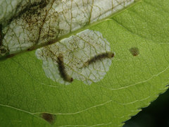 Orchestes pallicornis