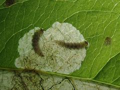 Orchestes pallicornis