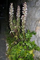 Acanthus mollis
