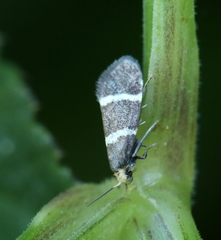 Lampronia flavimitrella