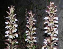 Acanthus mollis