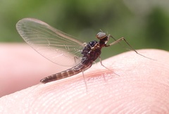 Baetis