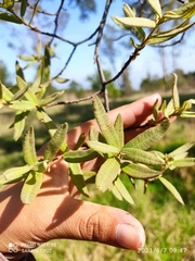 Quercus crassipes