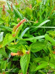 Acalypha monostachya