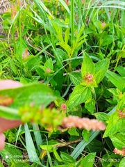 Acalypha monostachya