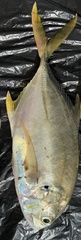 Caranx caninus