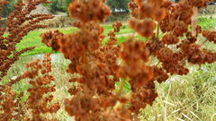 Rumex hydrolapathum