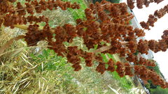 Rumex hydrolapathum