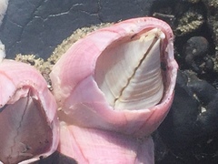 Notomegabalanus decorus