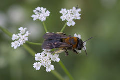 Andrena