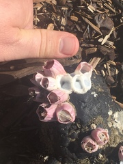 Notomegabalanus decorus