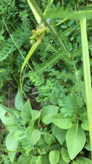 Filipendula vulgaris