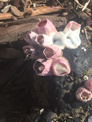 Notomegabalanus decorus