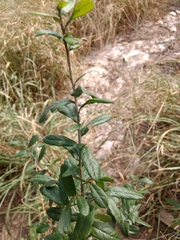 Diospyros texana
