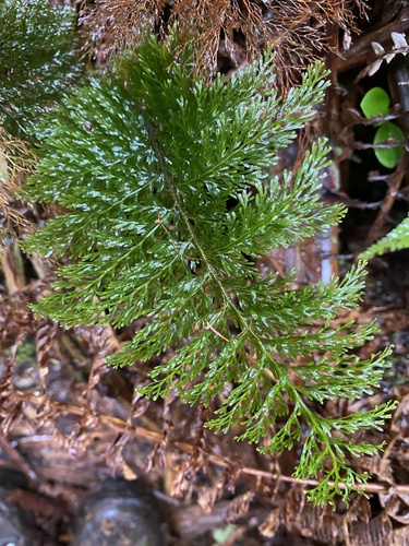 Callistopteris baldwinii observed 2021-06-17
