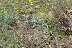 Linaria genistifolia