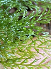 Callistopteris baldwinii