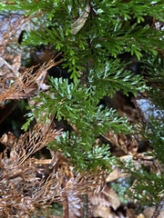 Callistopteris baldwinii