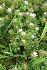 Trifolium squamosum