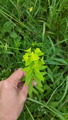Euphorbia platyphyllos